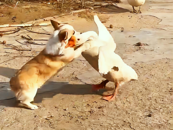 云资管 山东一网友带柯基犬回村遭遇大鹅挑战，一犬一鹅打得难解难分？